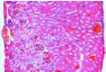 Primordial kidney (mesonephros slide) of frog