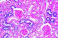 Kidney of mouse slide, t.s. injected with trypane blue