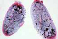 Paramecium slide, silvered to show the neuroformative system