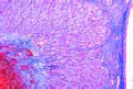Adrenal (suprarenal slide) gland of cat