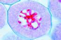 Lilium, young anthers, meiosis, diplotene stage