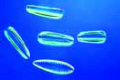 Diatoms, mixed algae from scarcely polluted water