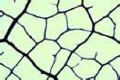 Netted venation, portion of rotted deciduous leaf