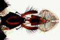 Musca domestica slide, house fly