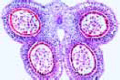 Lilium, lily, anthers with pollen grains and pollen sacs