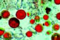 Haematococcus slide, unicellular red algae w.m.