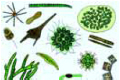 Mixed plankton slide, strewn slide