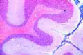 Cerebellum of cat shows Purkinje cells slide