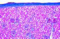 Kidney of cat slide, through cortex and medulla