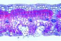 Nerium, oleander, xerophytic leaf with sunken stomata