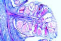 Pinus, pine, male cone with pollen