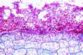 Botrytis allii slide, grey mold of onions