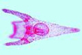 Pluteus larvae slide of sea urchin