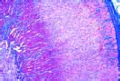 Adrenal gland slide, cat