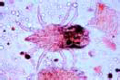 Mites from meal (Tyroglyphus farinae slide)