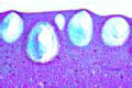 Fruit rind of lemon, shows oil glands