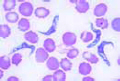 Trypanosoma equiperdum slide