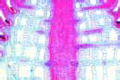 Hippuris slide, t.s. of stem showing regular placed air chambers