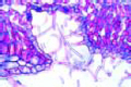 Nerium, oleander, t.s. of leaf showing sunken stomata