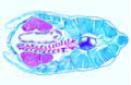 Branchiostoma slide, typical