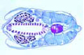 Branchiostoma, anterior pharynx