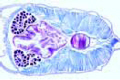 Branchiostoma, posterior pharynx