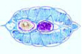Branchiostoma, region of intestine