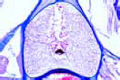 Branchiostoma, t.s. showing light-sensitive pigment cells