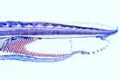 Branchiostoma, head region, median