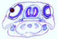 Salamandra larva slide, head with eyes