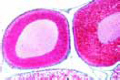 Salamandra slide, ovary