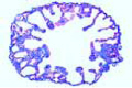 Rana slide, lung