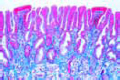 Rana, tongue