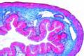 Rana, large intestine