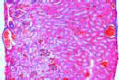 Rana, kidney