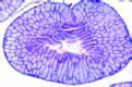 Rana, fallopian tube