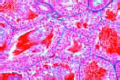 Rana, testis showing spermatogenesis