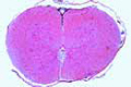 Rana, spinal cord slide