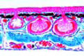 Rana, skin with skin glands slide, vertical