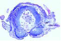 Nereis, typical t.s. through the body for general study