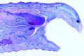 Hirudo medicinalis, oral sucker