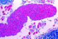Lumbricus, testis