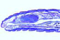 Lumbricus, 1st – 9th segment