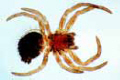 Spider slide, entire young specimen