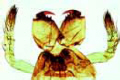 Spider, mouth parts of female