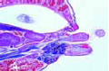 Spider, sagittal l.s. of abdomen showing spinneret
