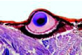 Salticus slide, spider, sec. of cephalothorax