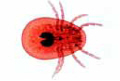 Argas persicus slide, fowl tick