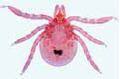 Ixodes slide, larva