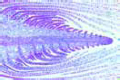 Stem apex and meristematic tissue of Elodea slide
